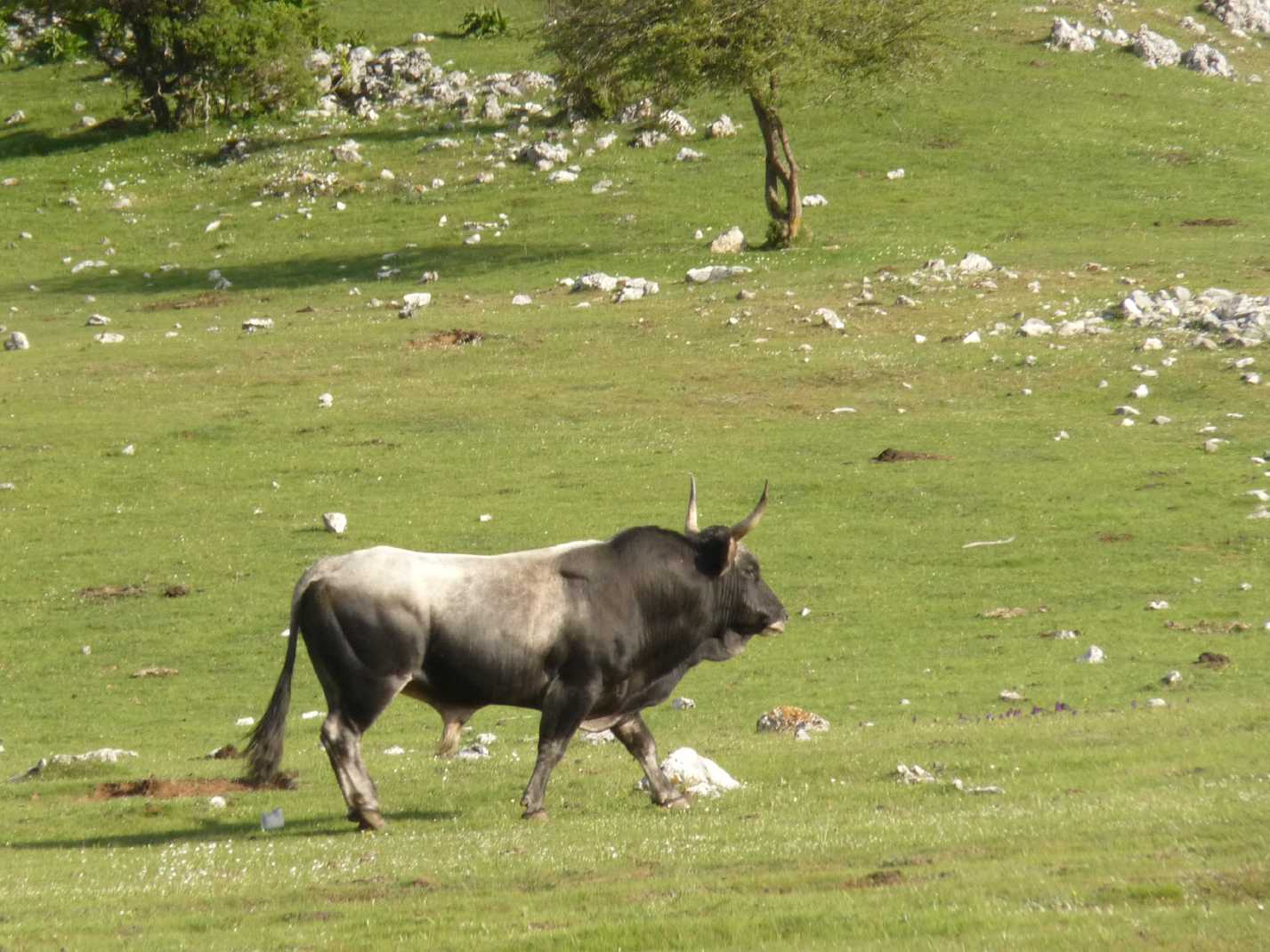 Animali al pascolo